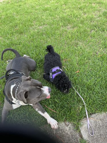 Customer photo review of No Pull Dog Harness Australia