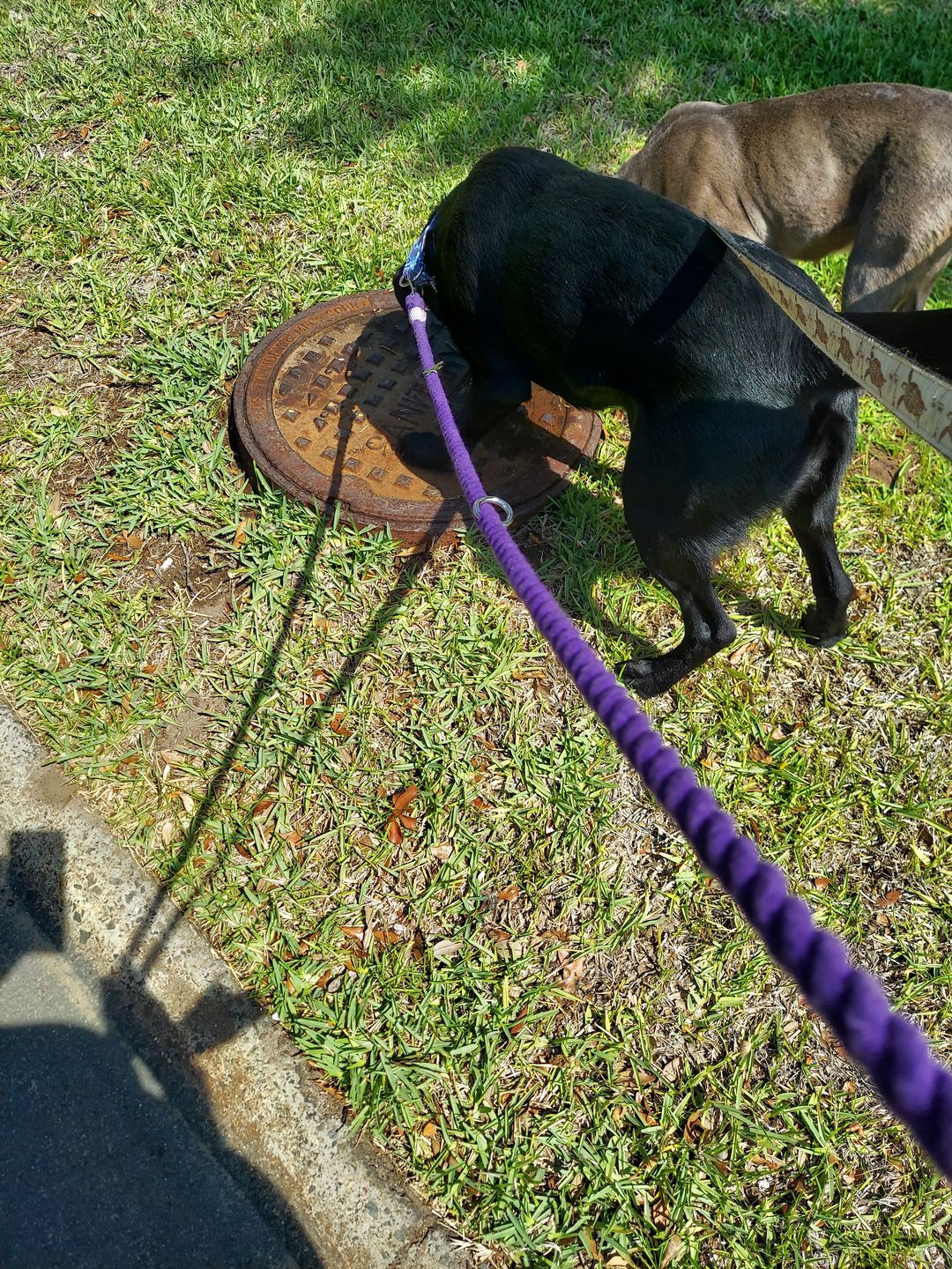 Customer photo review of 6-IN-1 Cotton Rope Dog Leash