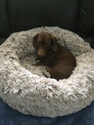 Customer photo review of PaWz Removable Cover Calming Pet Bed