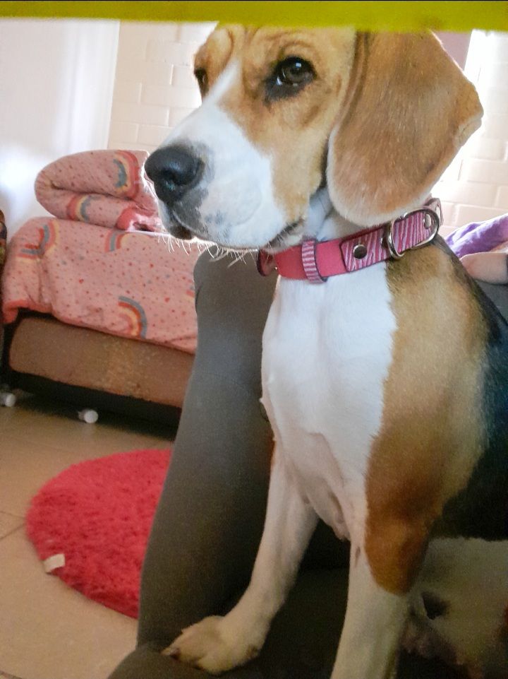 Customer photo review of Collar Duke Fucsia Corrugado/Rosado Corrugado
