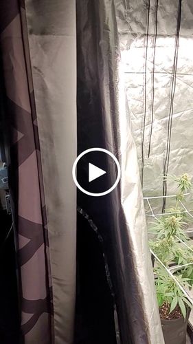 Customer video review of AC Infinity Cloudray S6 Grow Tent Clip Fan 6 Inch With 10 Speeds Ec-motor Auto Oscillation