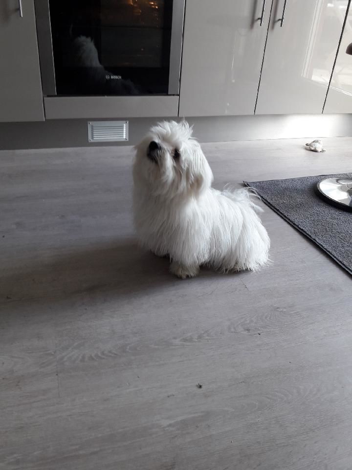 Customer photo review of Chargeur spécialement conçu pour le collier Anti Aboiement