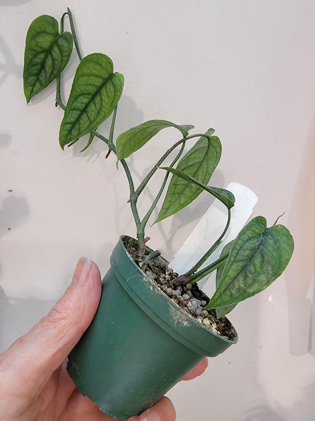 Customer photo review of Monstera siltepecana