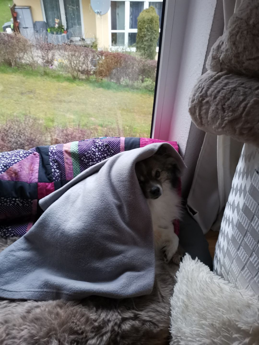 Customer photo review of Allergietest Pro Hund
