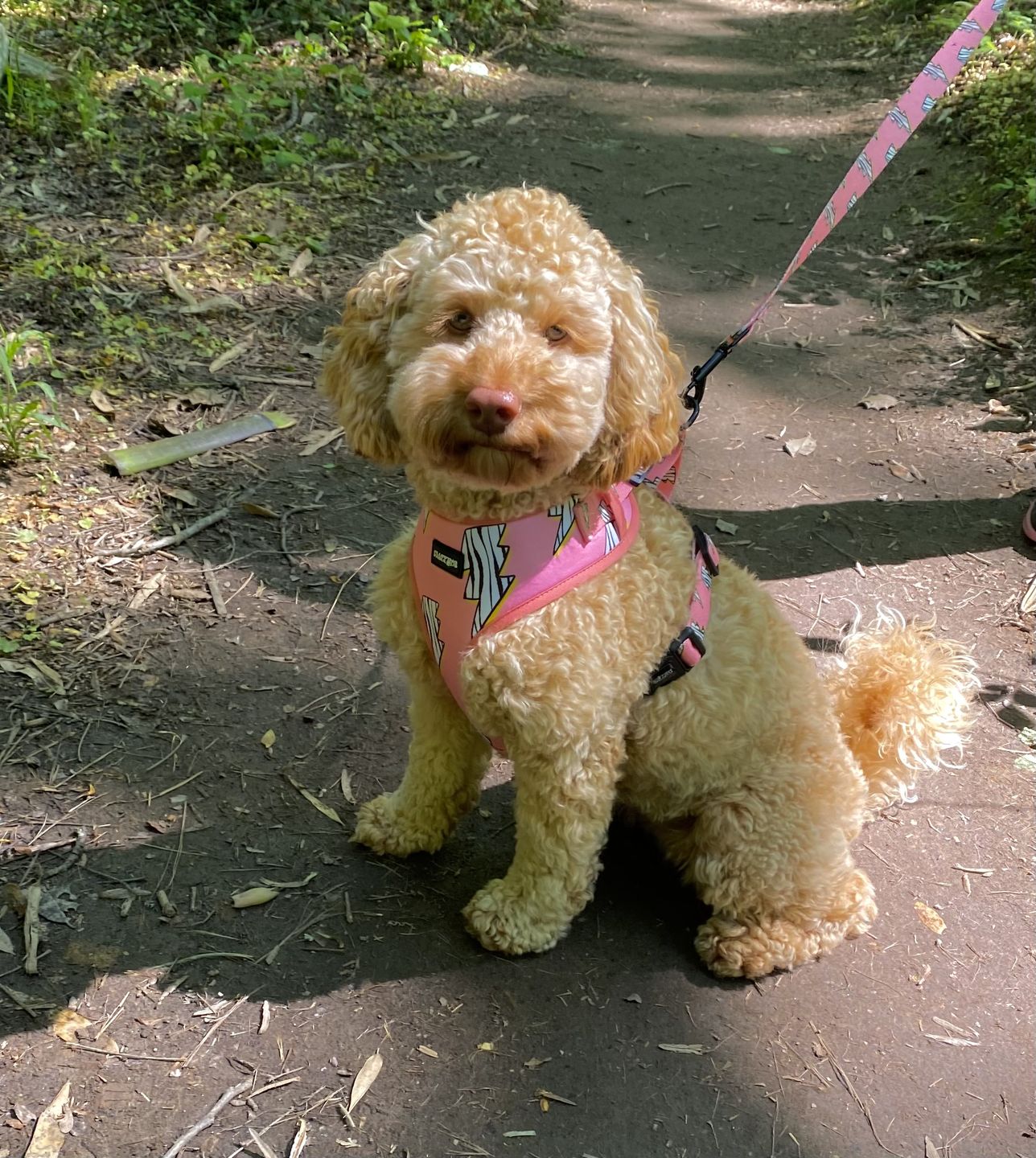 Customer photo review of Adjustable Dog Harness - Lightning Zoomies