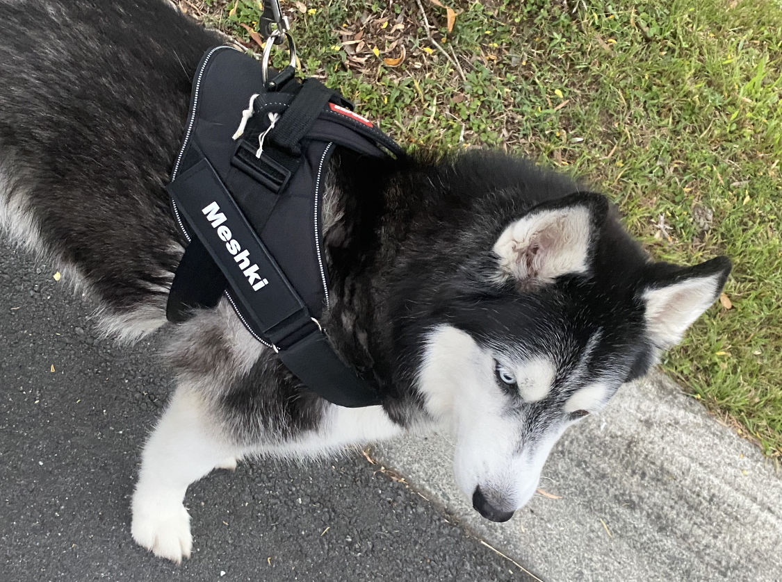 Customer photo review of Safety No Pull Dog Harness