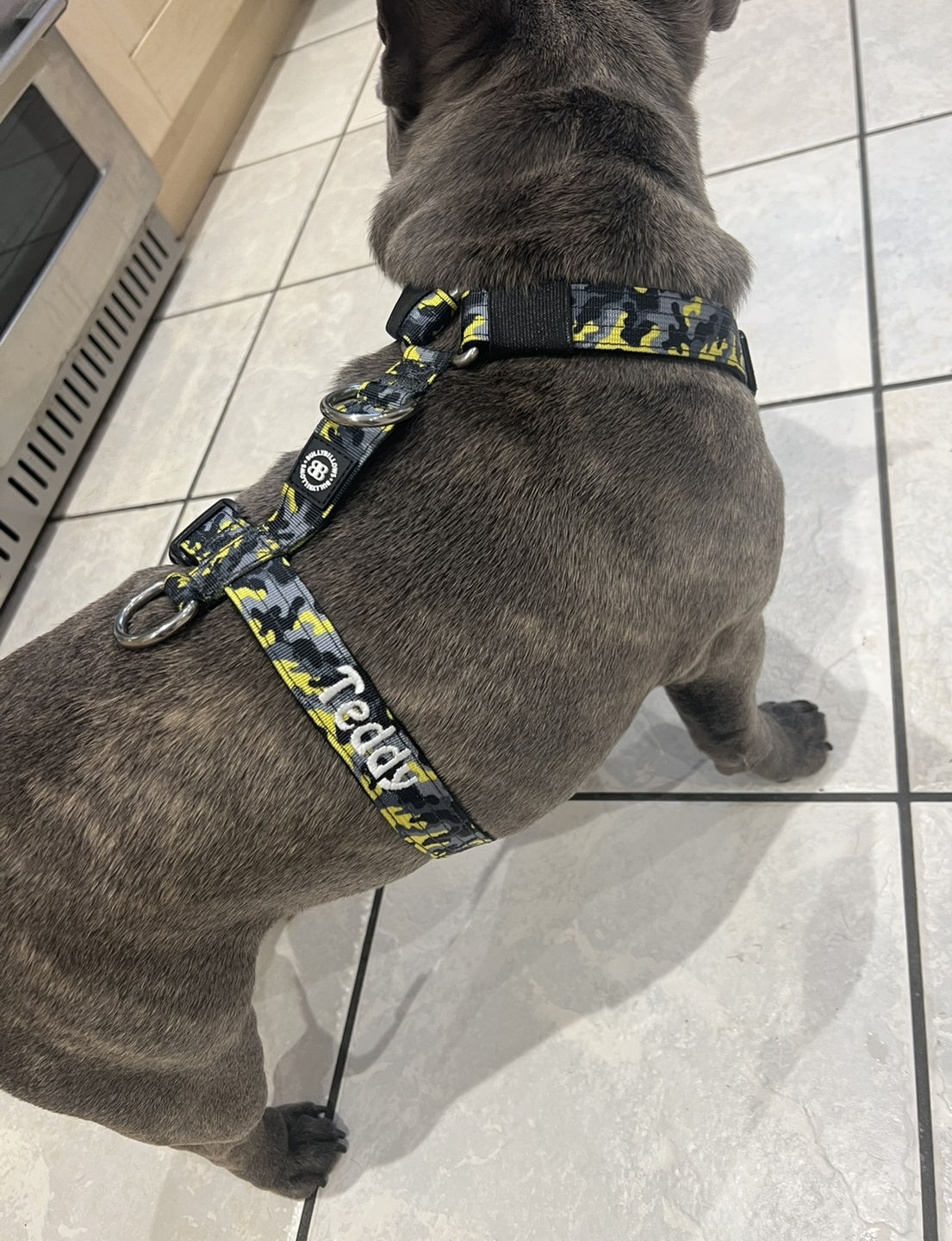 Customer photo review of TRI-Harness® | Anti-Pull, Adjustable & Durable - Dog Trainers Choice -  CAMO Lightning v2.0