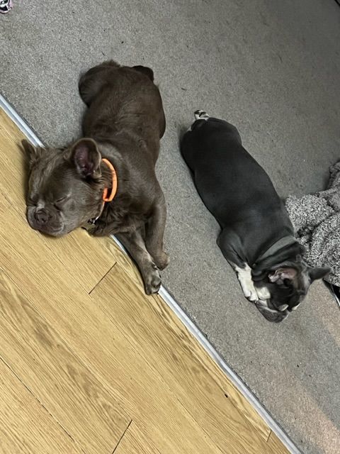 Customer photo review of 2.5cm Combat® Collar | With Handle & Rated Clip - Orange v2.0