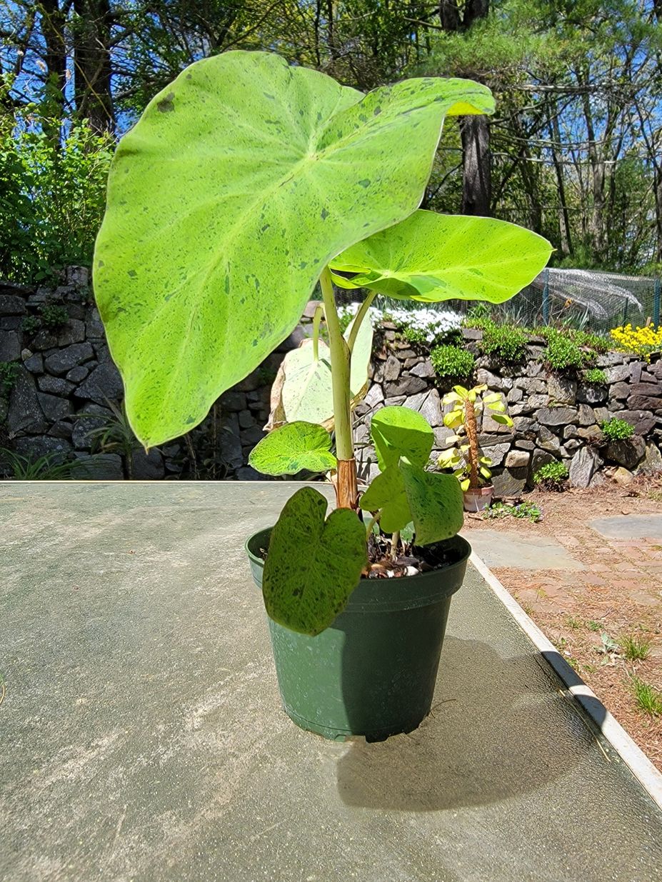 Customer photo review of Colocasia esculenta 'Mojito'