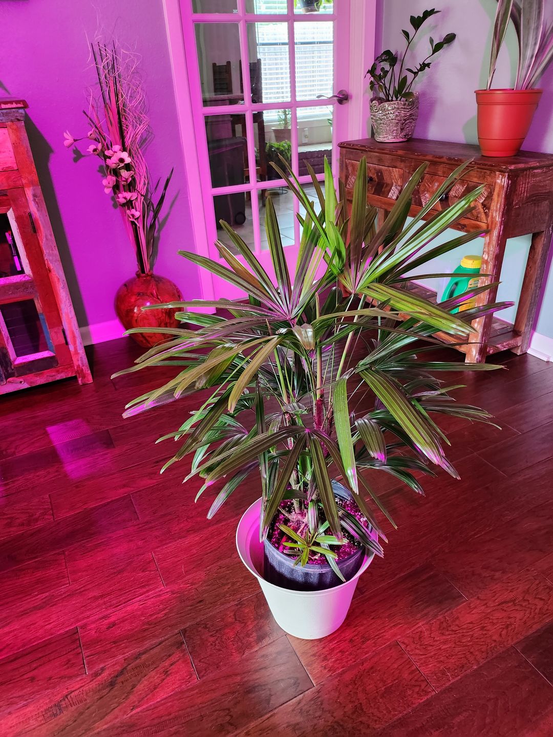 Customer photo review of Alocasia Black Stem, Elephant Ears, Live Tropical Plant