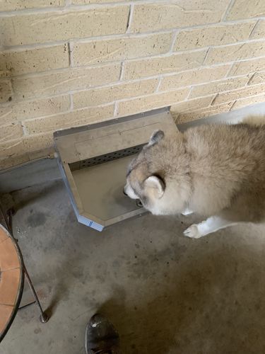 Customer photo review of Pet Rehydration Station