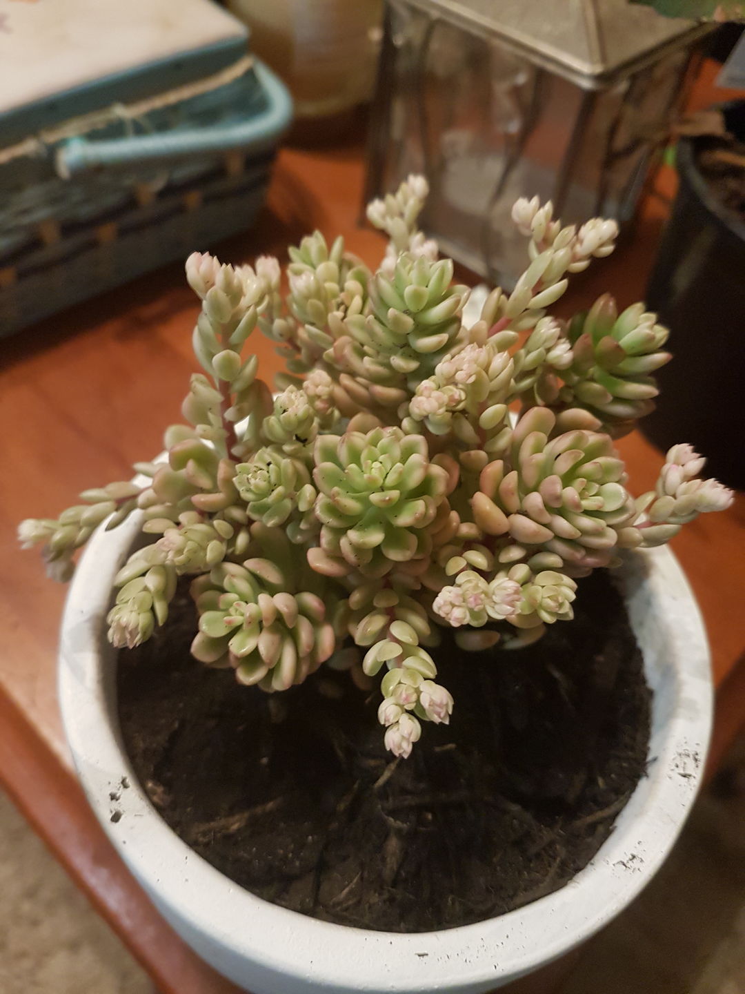 Customer photo review of Sedum Joyce Tulloch Variegata