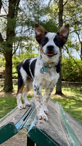 Customer photo review of Super Corgi