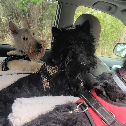 Customer photo review of Classic Adjustable No-Choke Dog Safety Harness