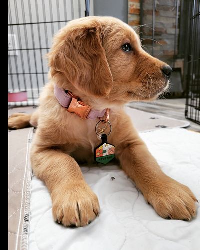 Customer photo review of Floral Silicone