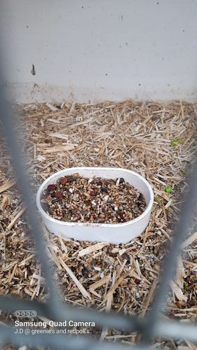 Customer photo review of Groen & Goudvink 5kg - Hobbyfarm Hoebregts