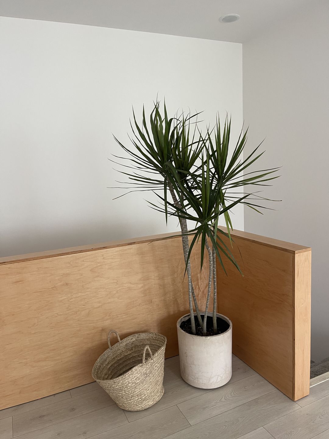 Customer photo review of Dracaena Dragon Tree Green, Tree Form