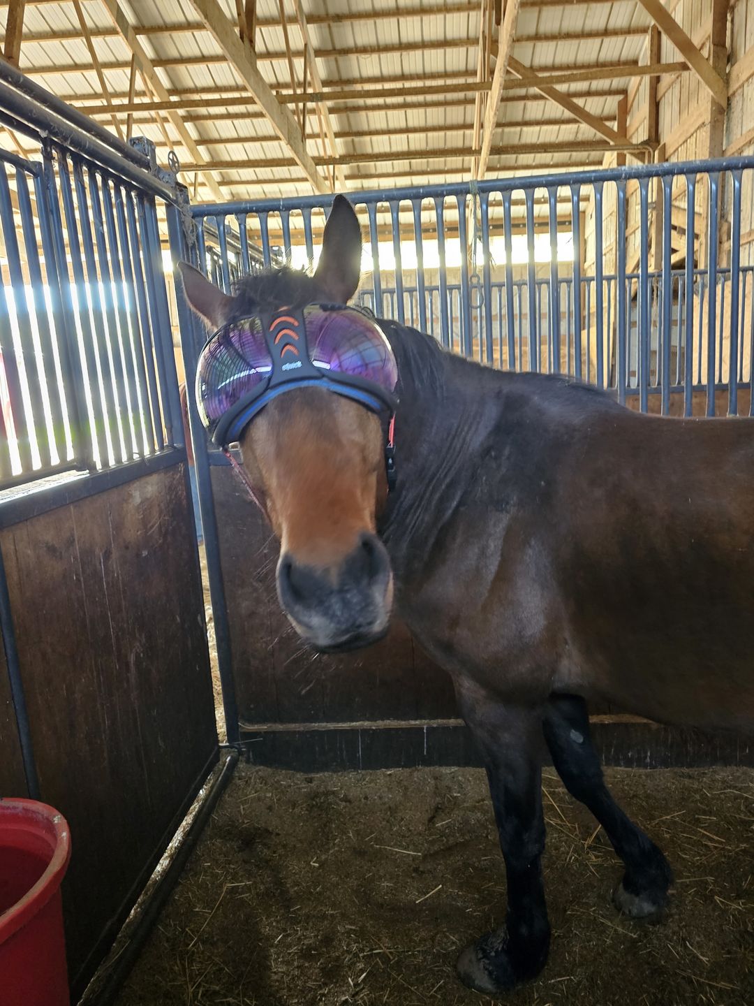 Customer photo review of eVysor - UV Horse Riding Goggles!