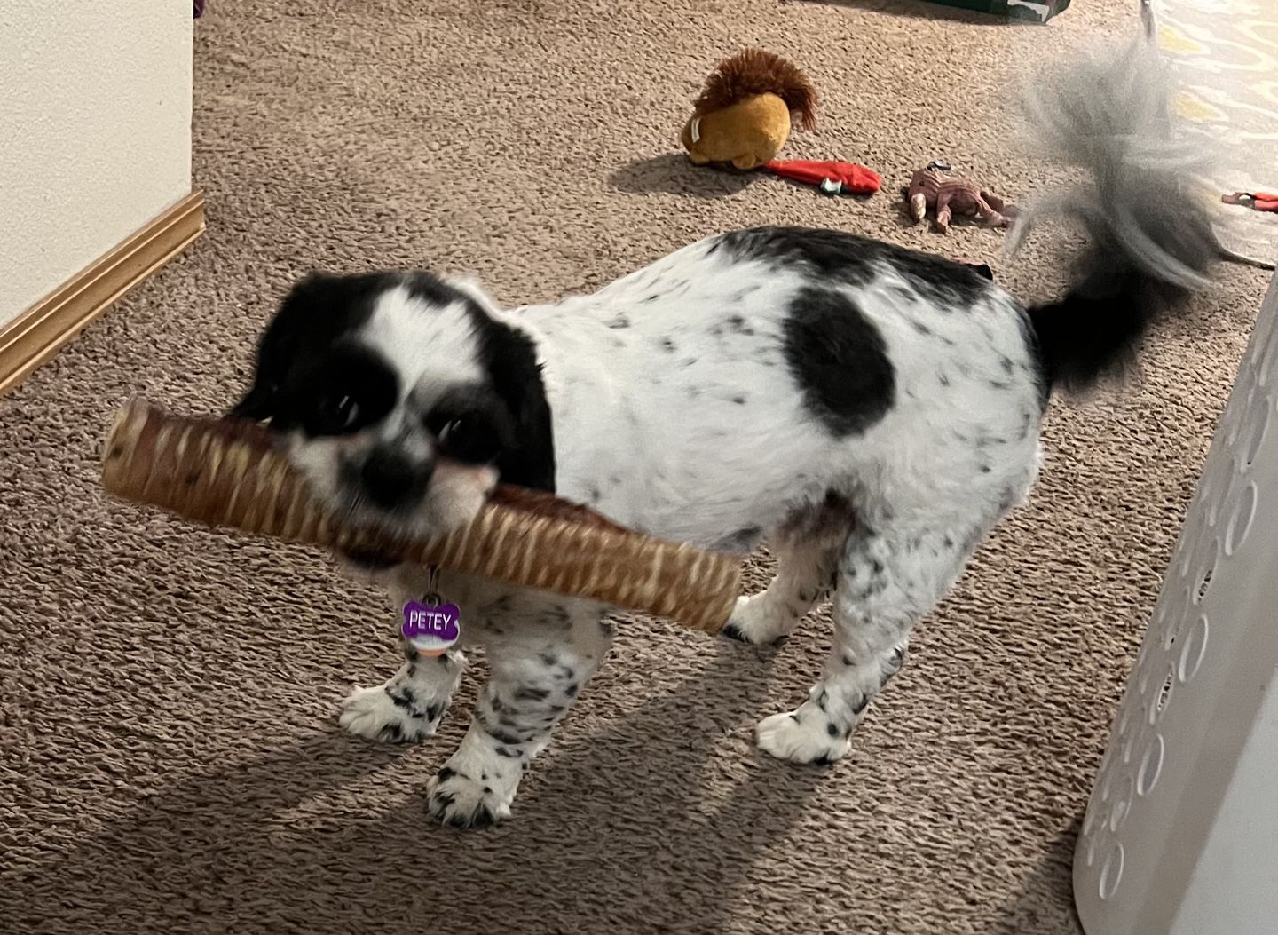 Customer photo review of 12 Inch Beef Trachea