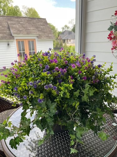 Customer photo review of Bulk 13" Faux Boxwood Shrubs Greenery Artificial Plants Outdoor UV Resistant Bulk
