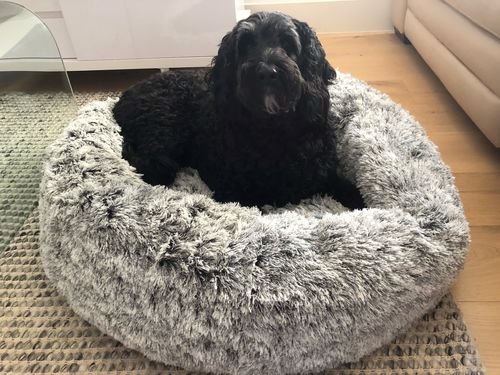 Customer photo review of PaWz Removable Cover Calming Pet Bed