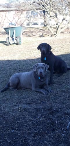 Customer photo review of Hermes Ankle Holster GG