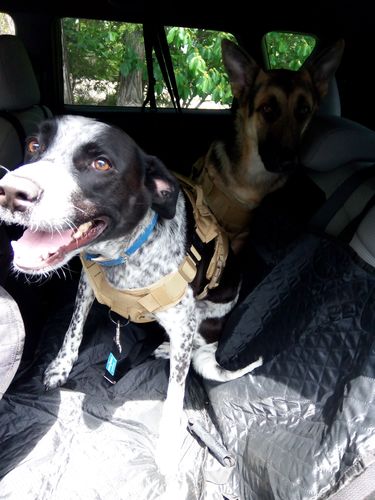 Customer photo review of Waterproof Non-Slip Car Seat Hammock Cover With Pockets, Side Flaps, Headrest Straps, Seat-Anchors, & Mesh Window (+FREE SAFETY BELT!)