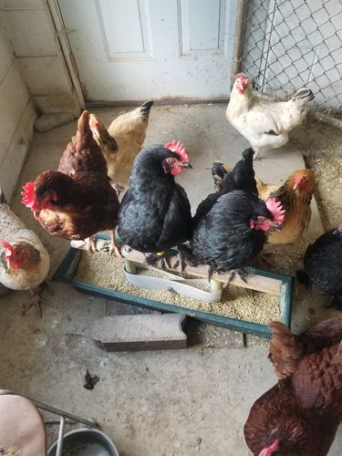 Customer photo review of GrubTerra Dried Black Soldier Fly Larvae