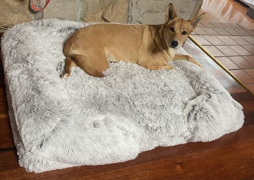 Customer photo review of PaWz Pet Orthopaedic  Bed