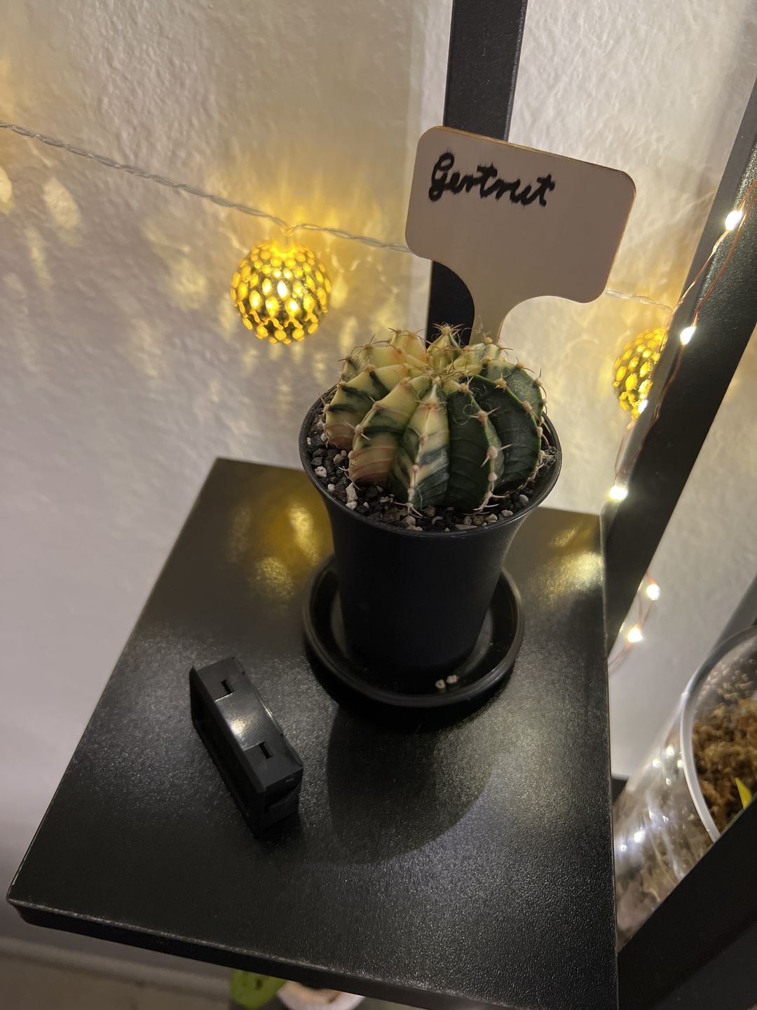 Customer photo review of Gymnocalycium Mihanovichii Variegata