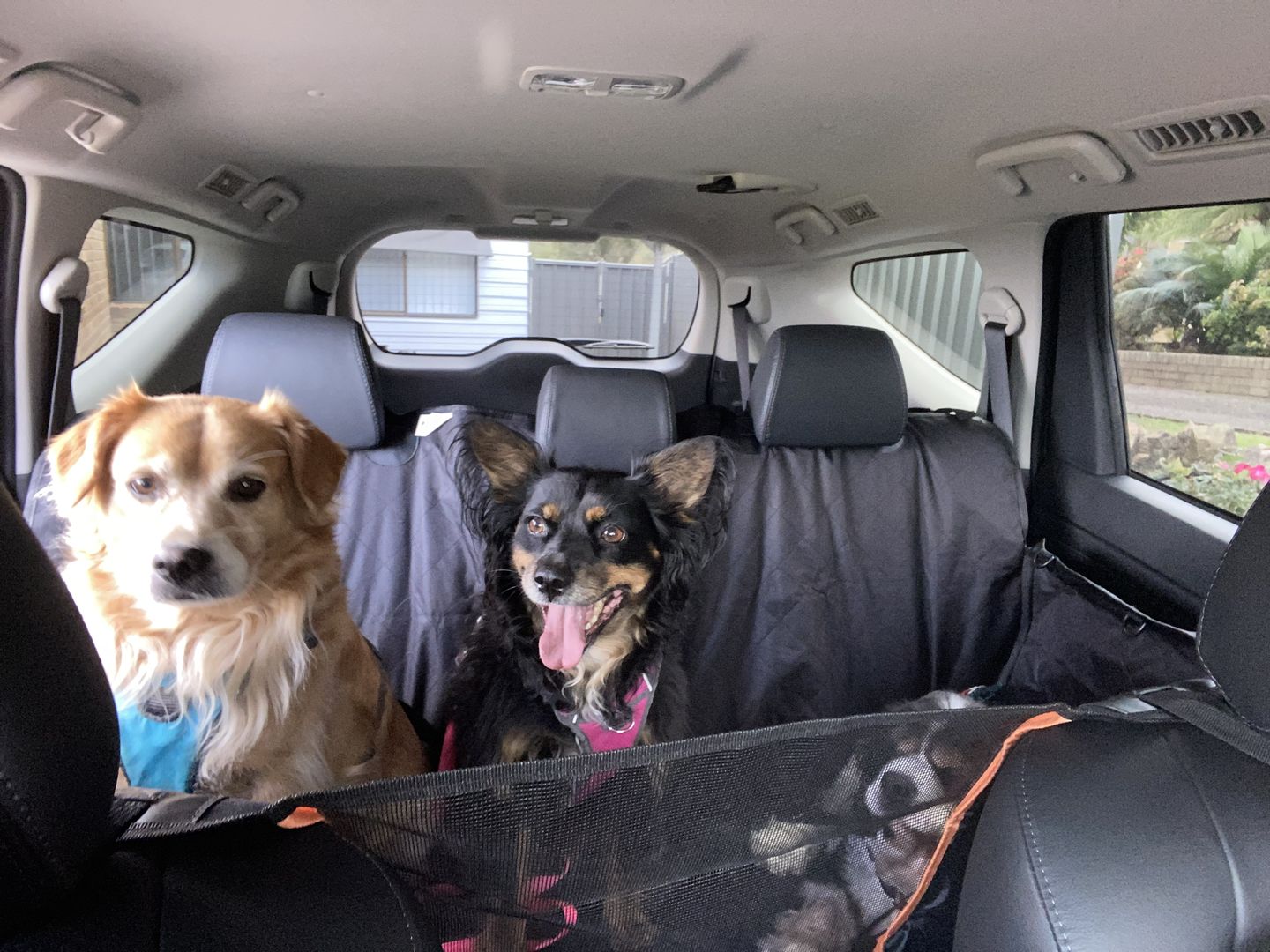 Customer photo review of Waterproof Pet Car Seat Cover With Mesh Window + Free Buckle Leash