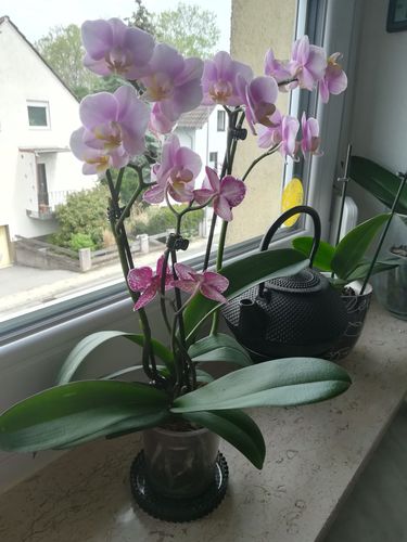 Customer photo review of Cocktail Orchidee mit lila und rosa Blüten