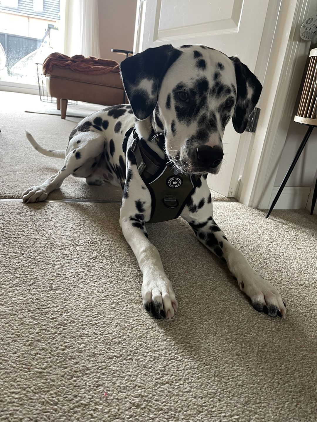 Customer photo review of Trail & Glow® Dog Harness - The Khaki One