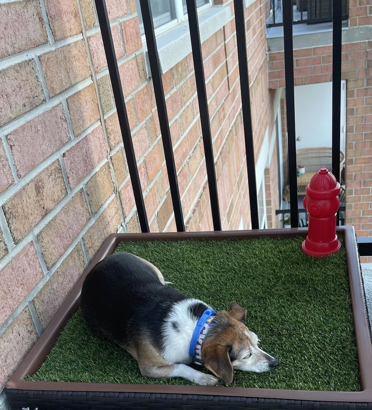 Customer photo review of Small Porch Potty