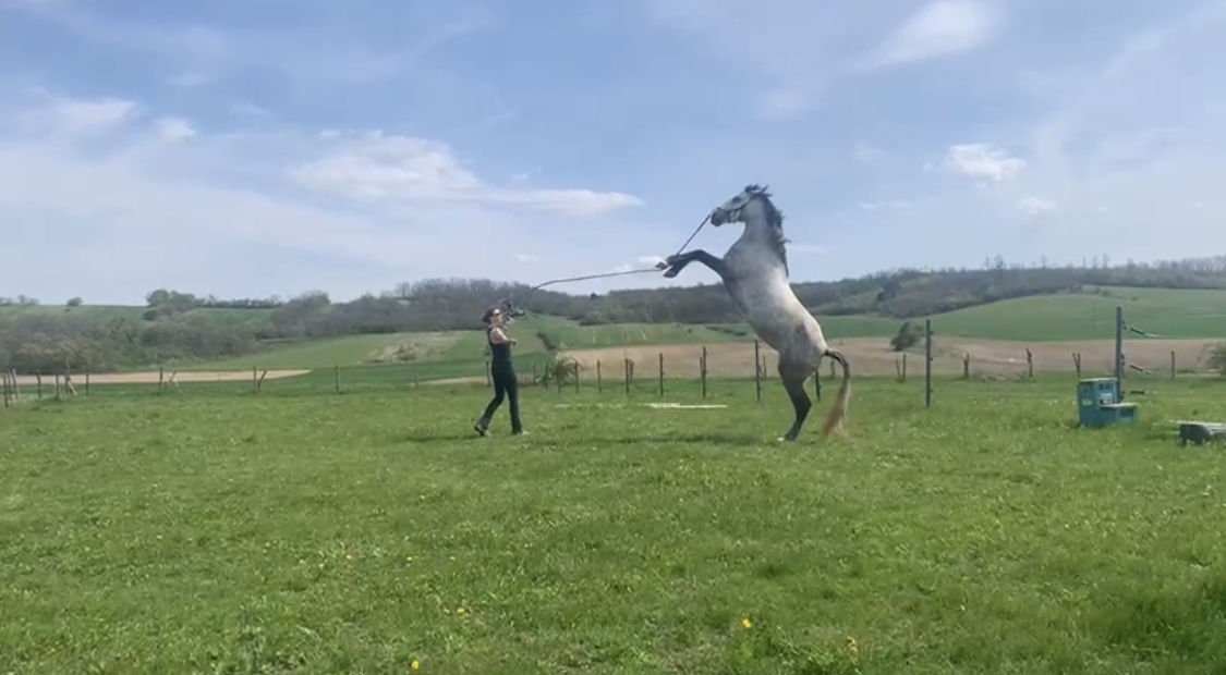 Customer photo review of Kristallkraft Brave Horse