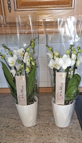 Customer photo review of 6 - 7 rispiges Orchideen 2er Paket + Übertöpfe