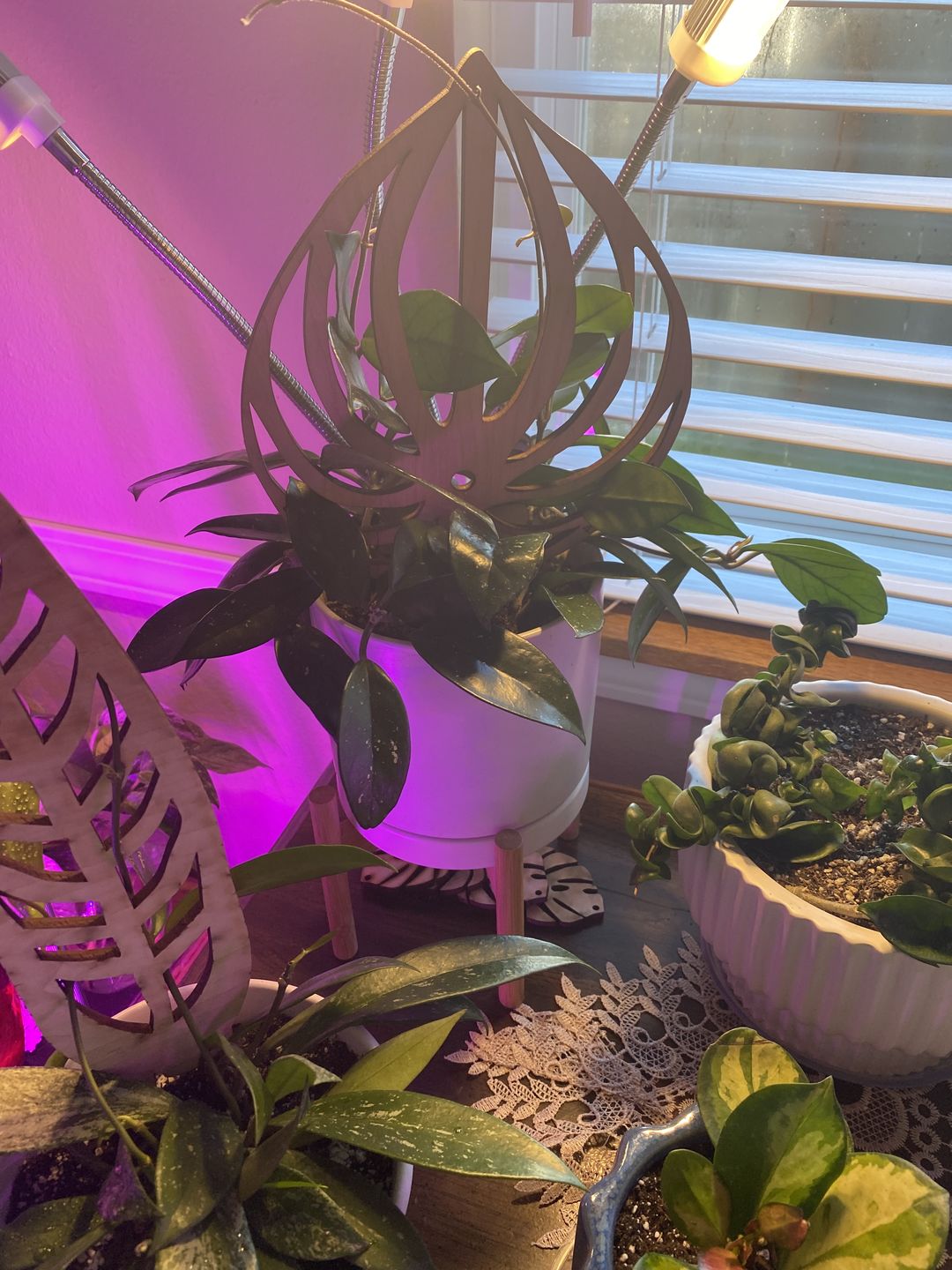 Customer photo review of Peptrella - Plant trellis inspired by watermelon peperomia