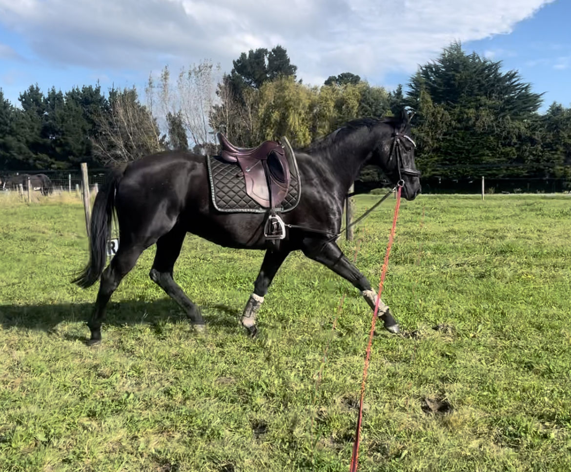 Customer photo review of Equibind