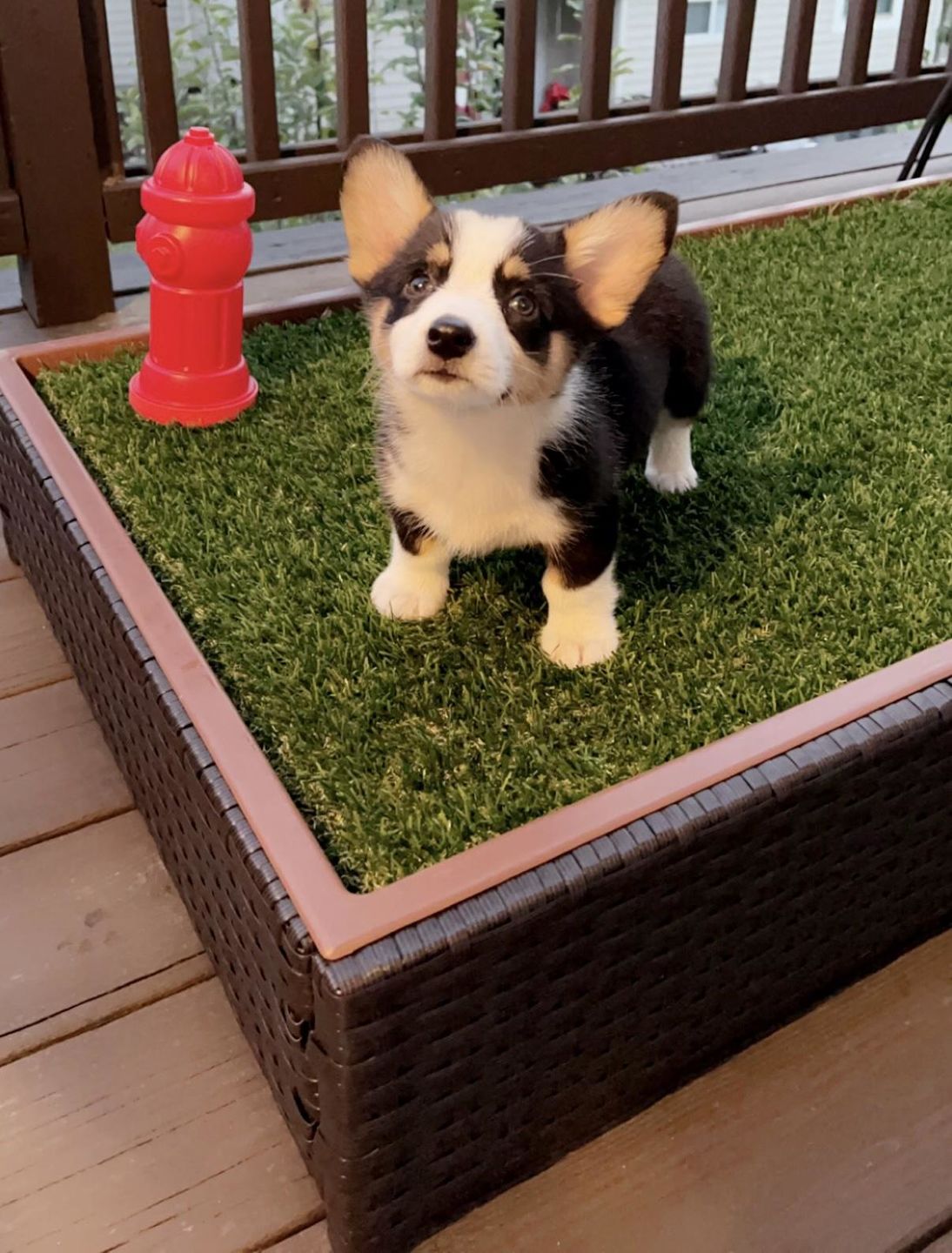 Customer photo review of Porch Potty Standard