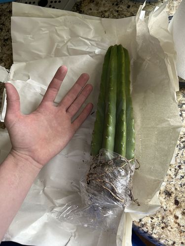 Customer photo review of San Pedro Cactus | Echinopsis pachanoi
