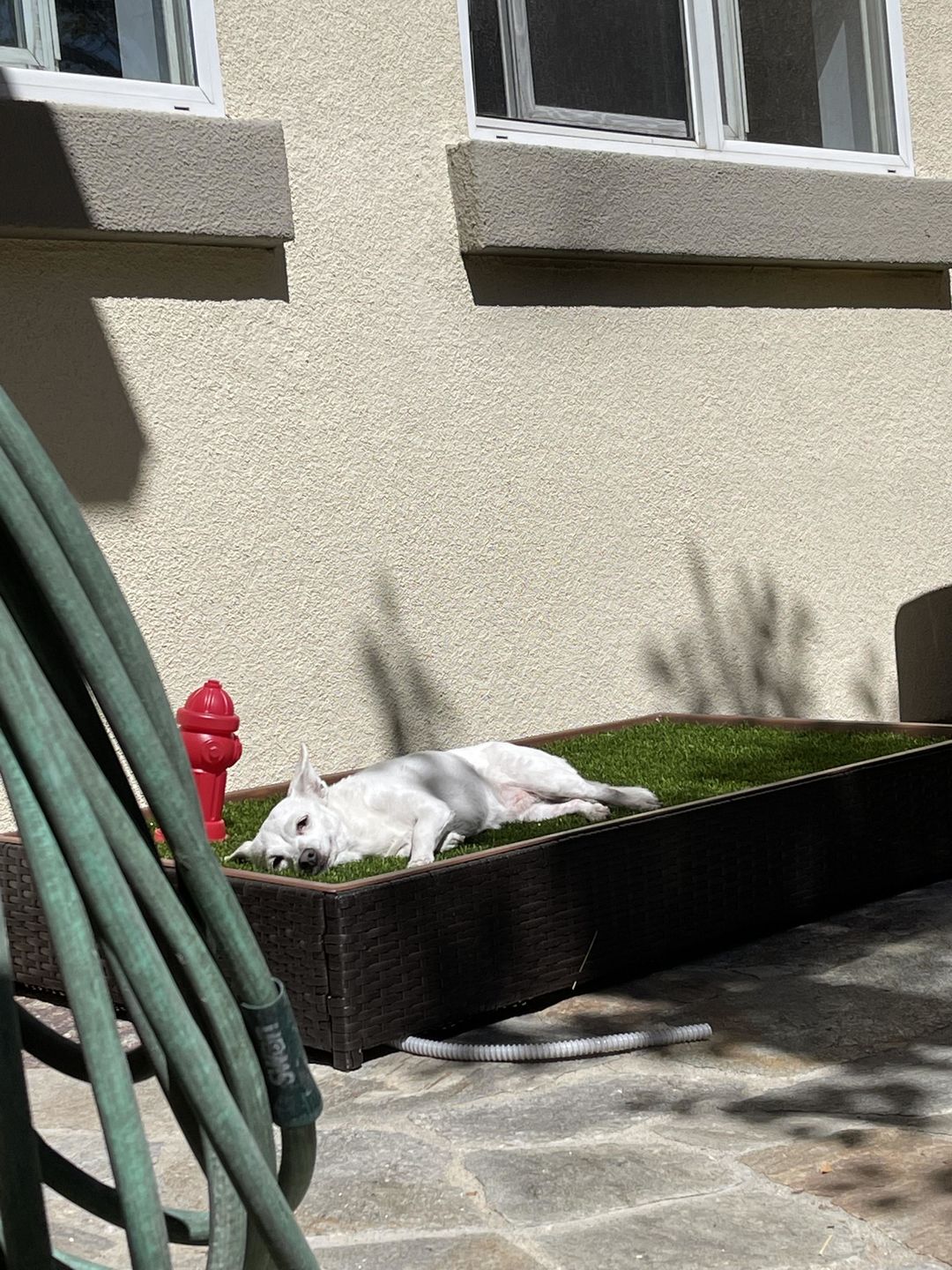 Customer photo review of Porch Potty Standard
