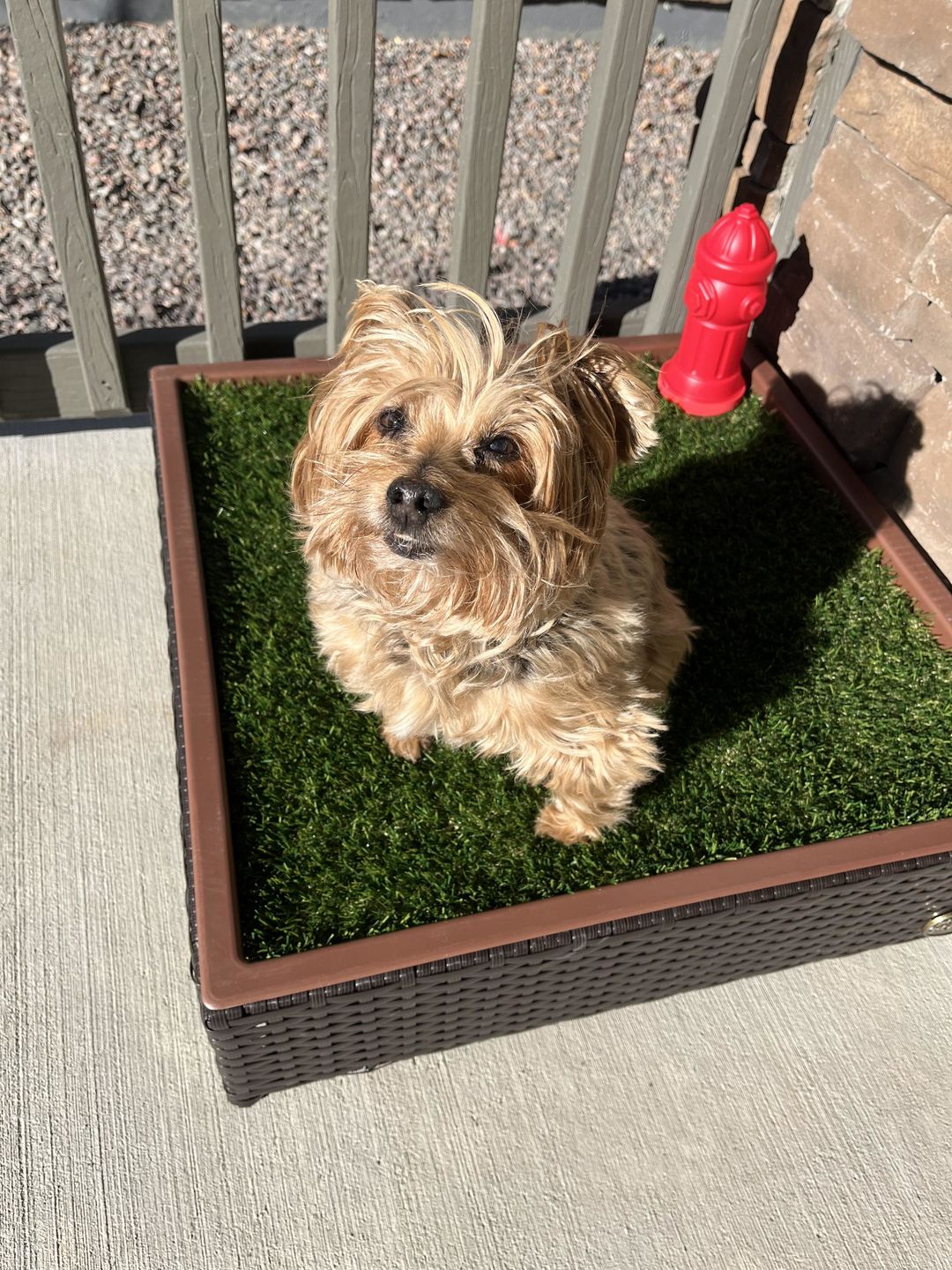 Customer photo review of Small Porch Potty