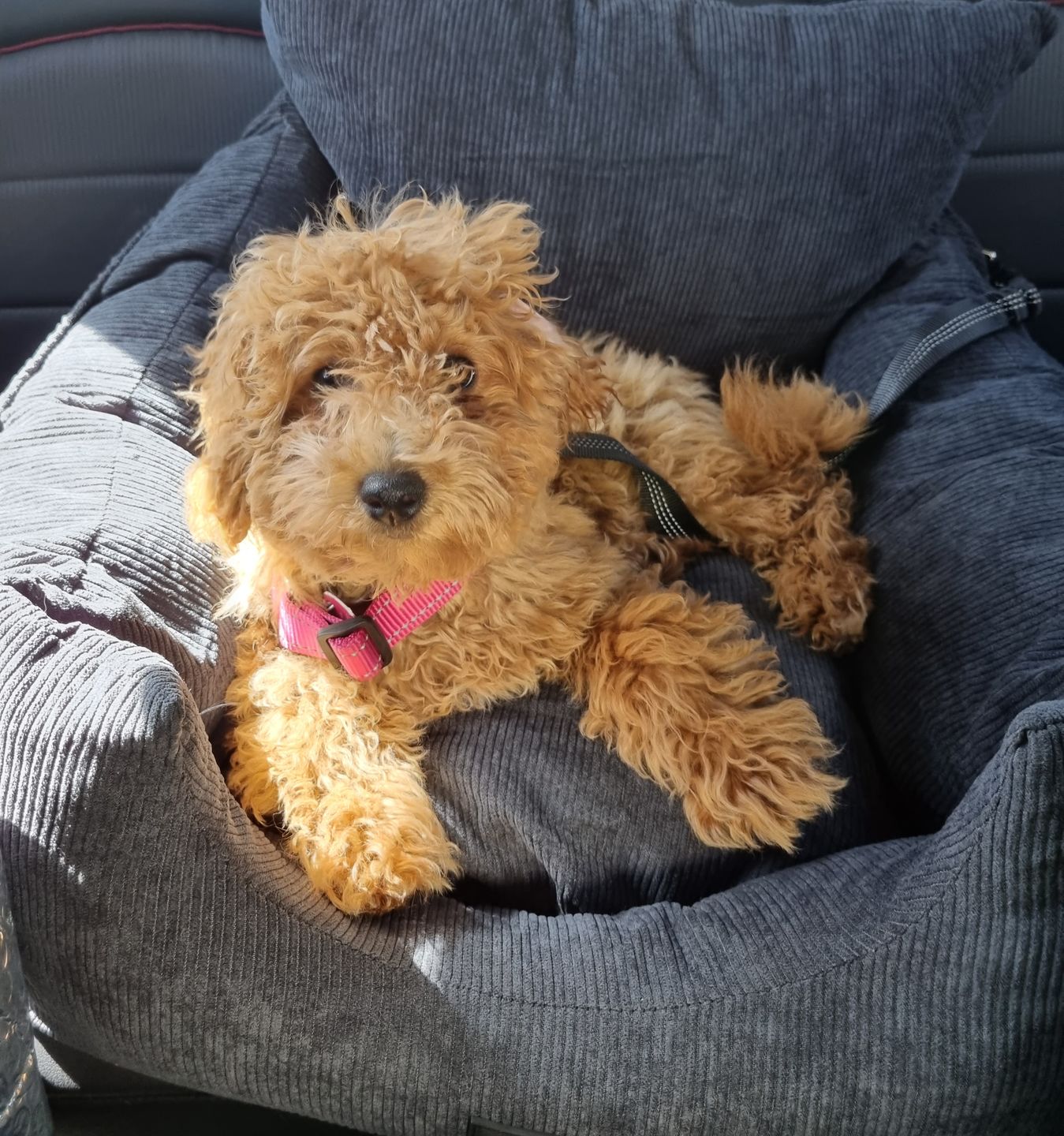 Customer photo review of PaWz Dog Car Booster Seat