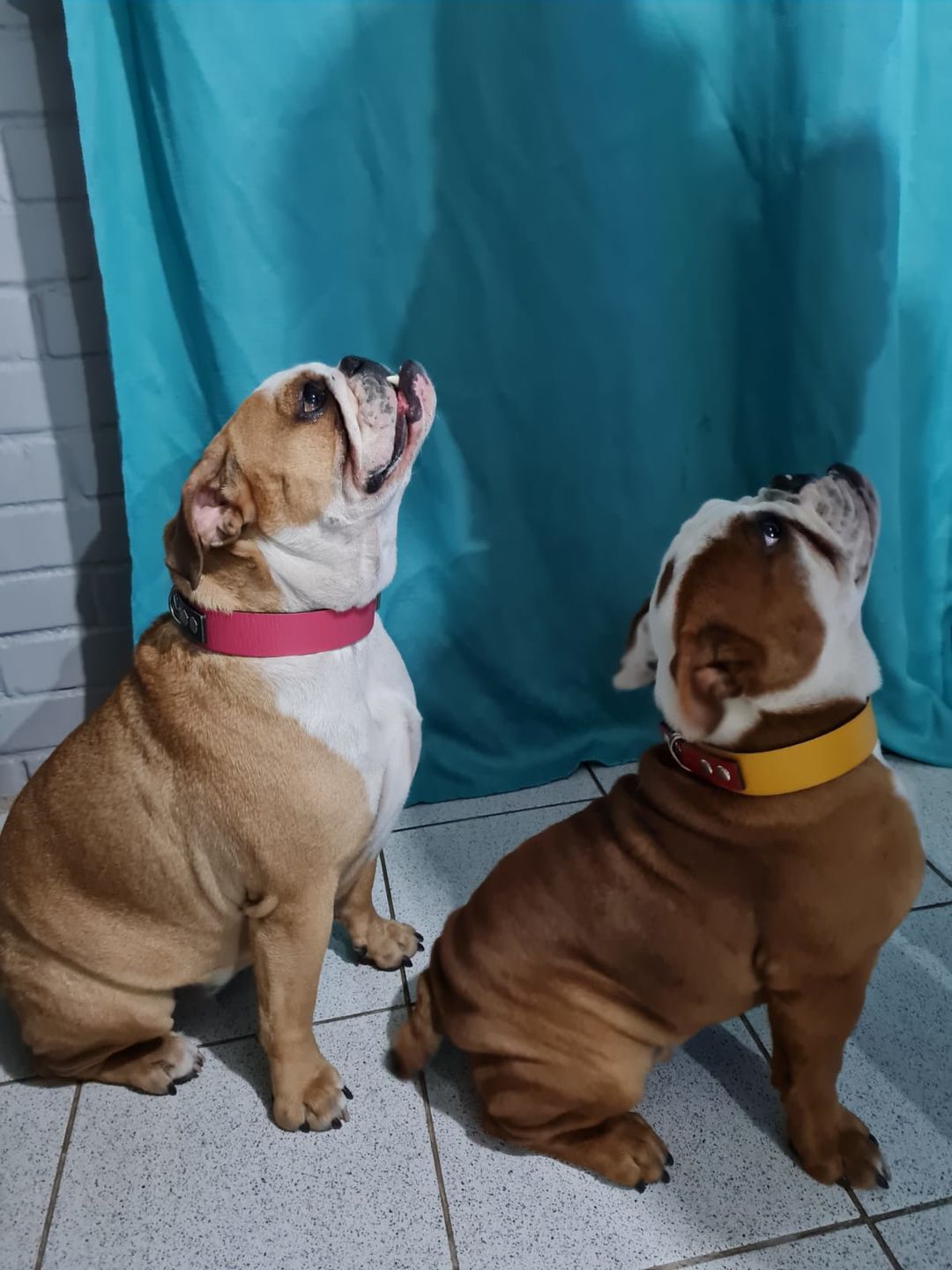 Customer photo review of Collar Duke Fucsia Corrugado/Gris