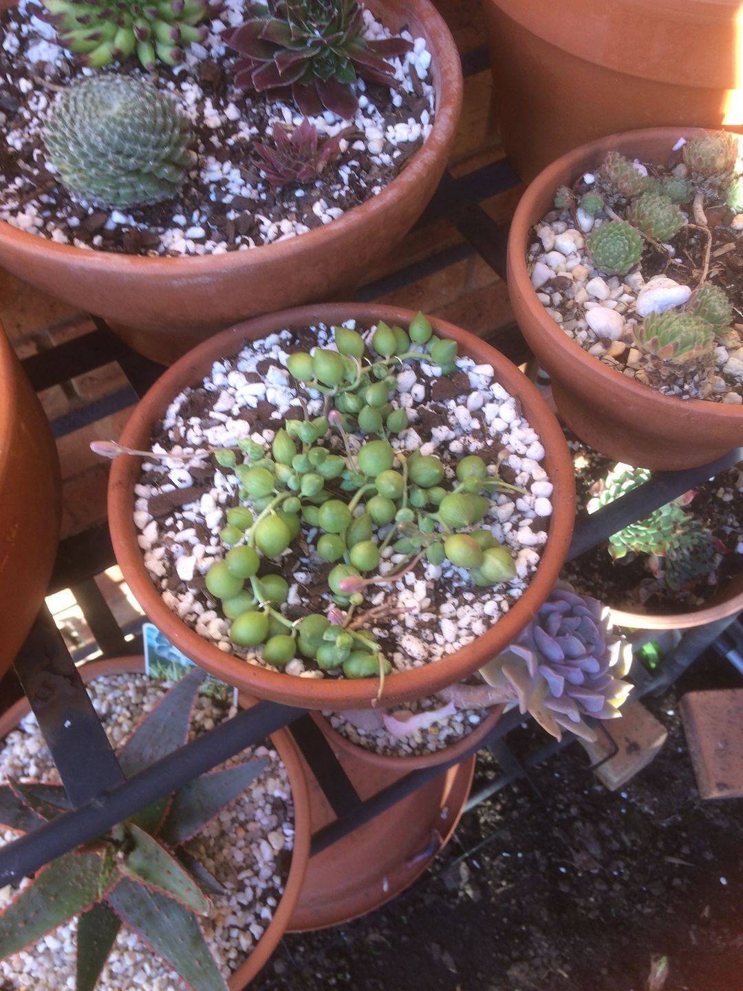 Customer photo review of Senecio 'Angels Tears'