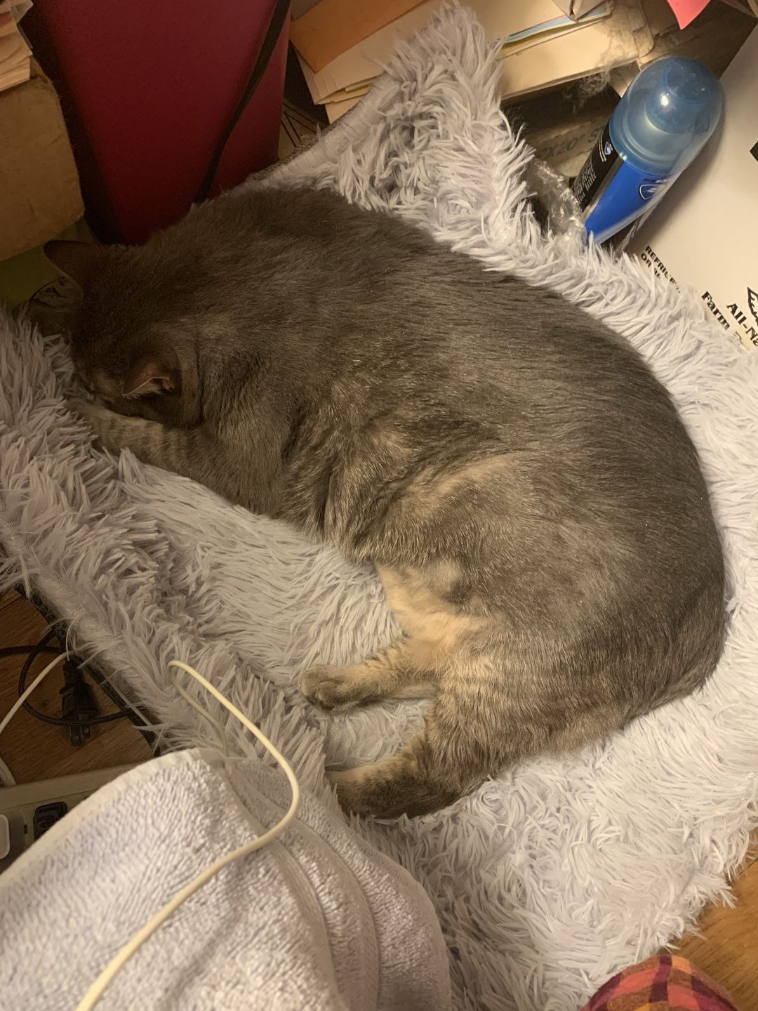 Customer photo review of 2-in-1 Soothing Cat Bed