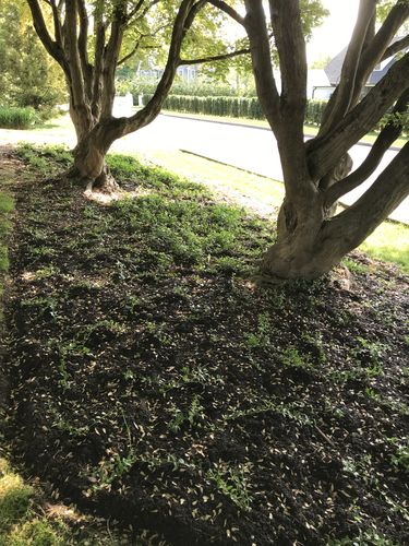 Customer photo review of Vinca Minor Bowles 50 count Flat