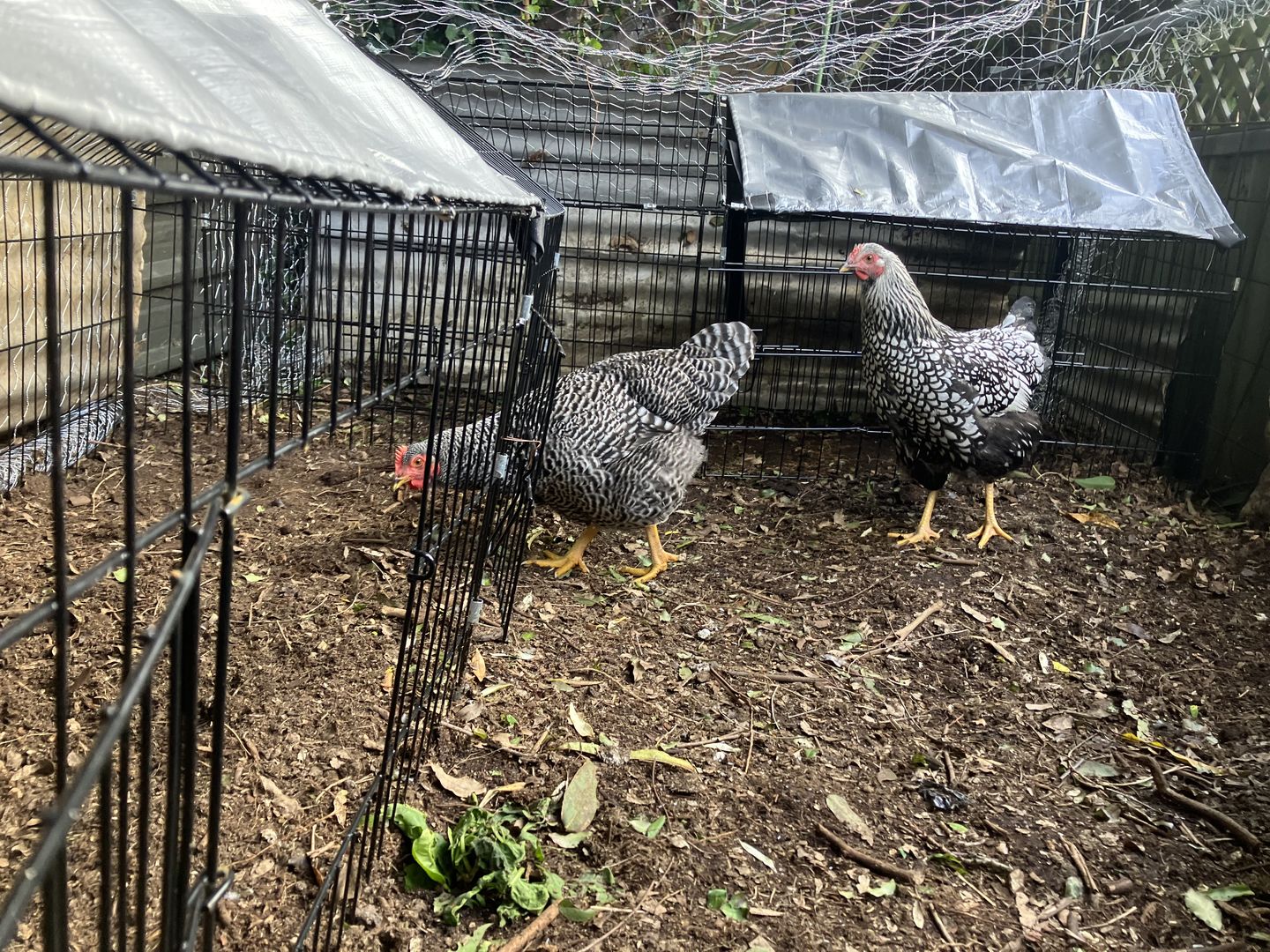 Customer photo review of Chicken/Rabbit Run Cage with Sun Cover - 185 x 75 x 75cm