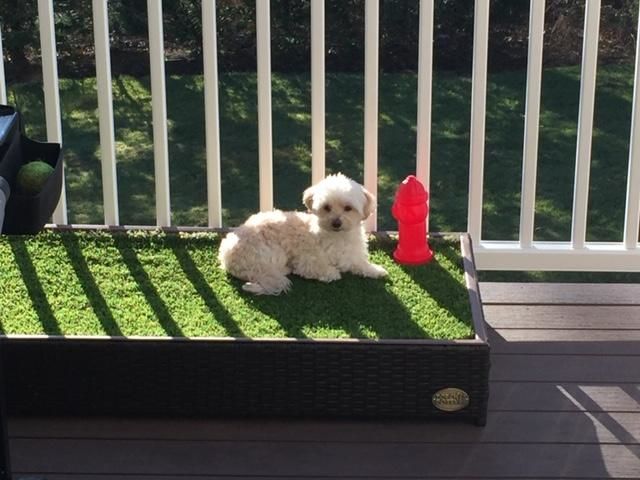 Customer photo review of Porch Potty Standard
