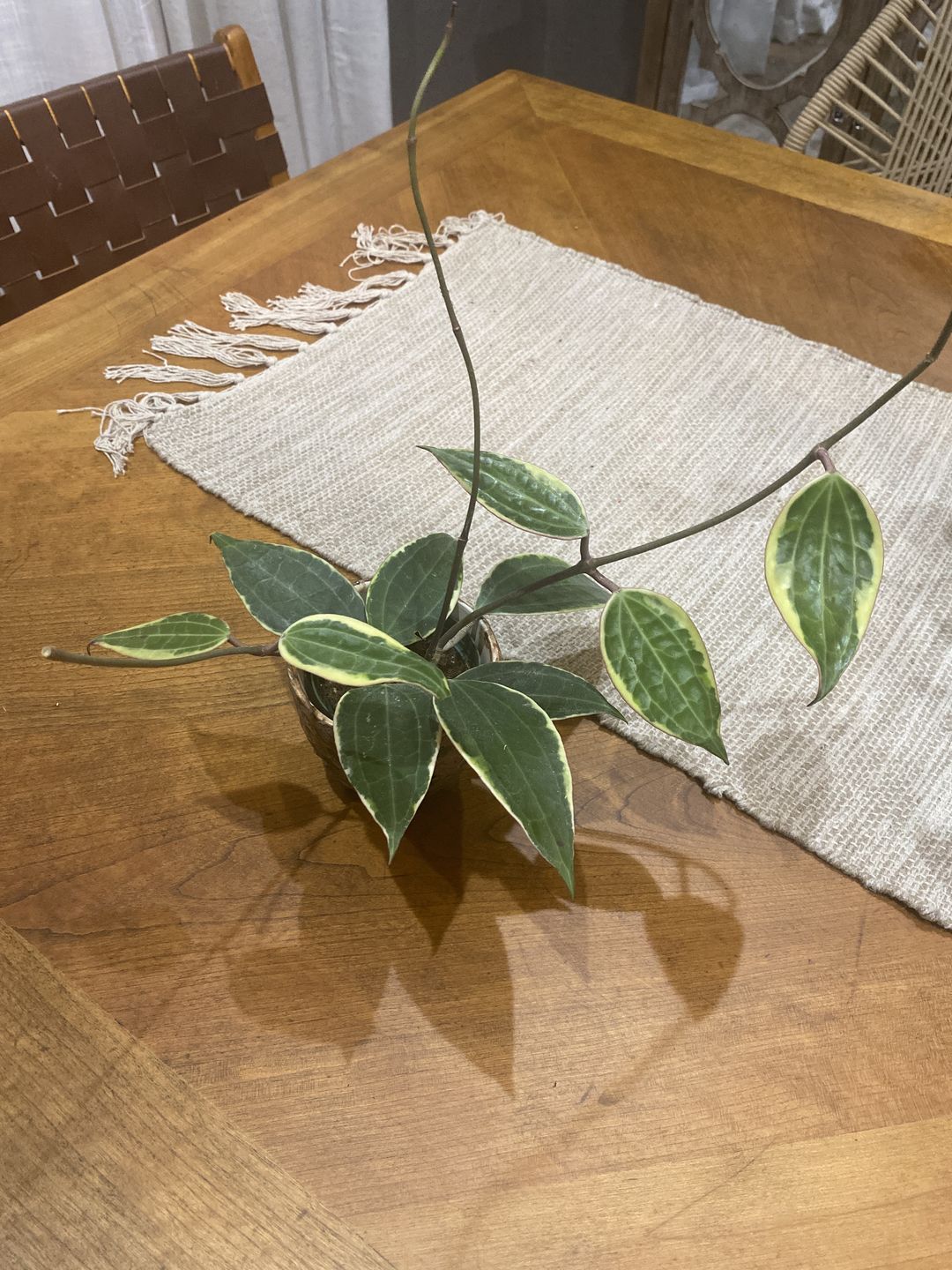 Customer photo review of Hoya macrophylla 'Variegata'